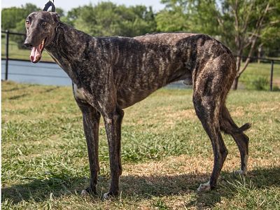 Brindle greyhound hot sale