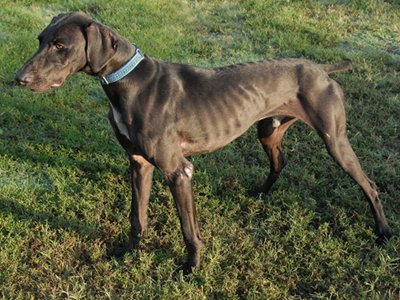 pointer greyhound