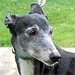 Hound thumbnail