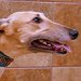 Hound thumbnail