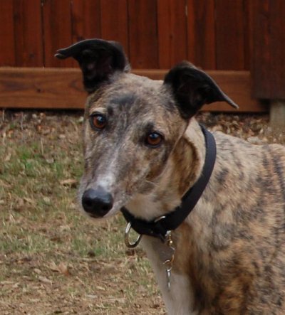 Available from Greyhounds Unlimited - Dosha