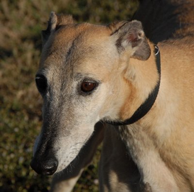 Available from Greyhounds Unlimited - Lisa