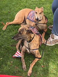 Greyhound are Patriotic.