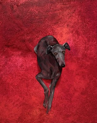 Love Comes in All Colors greyhound artwork