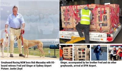 greyhounds in transit from Sydney to Dallas Ft Worth