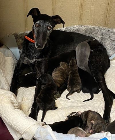 Mother greyhound named Pepper with litter of 7 pups