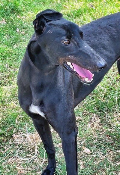 Ryder