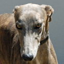 Greyhounds Unlimited