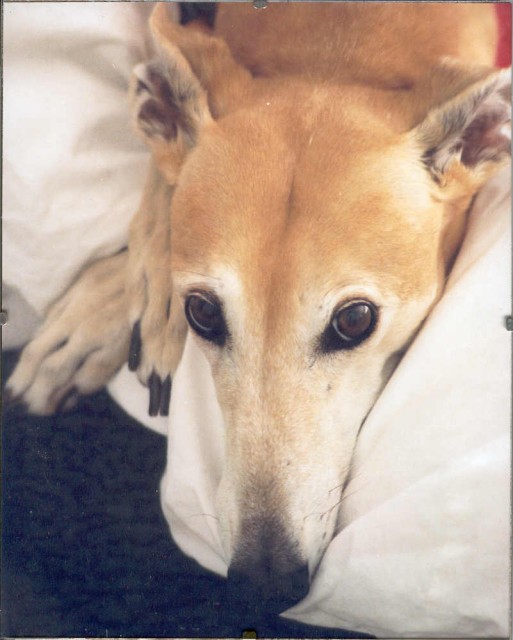 1985 - Our First Greyhound Stole our Hearts