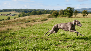 Expand to wide landscape aspect ratio